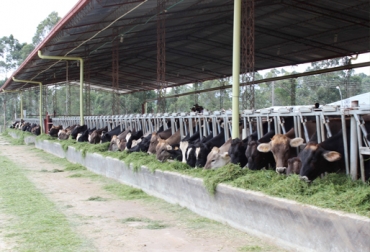 La ganadería de lechería especializada está presentada en 1 millón 500 mil reses en Colombia. Foto: ganaderiaelmadrigal.com. Lechería especializada en Colombia
