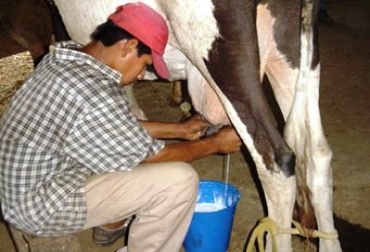 El sector lácteo del país pide ayudas para poder salir adelante perse a la crisis actual. Foto: CONtexto Ganadero. Sector lácteo en crisis económica.jpg