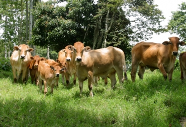 La presencia de espina en algunas leñosas presenta contenidos de materia seca superiores al 40%. Foto: Fedegán. sistemas silvopastoriles colombia