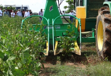 Esta tecnología se aplica para pequeños, medianos y grandes productores. Foto: Corpoica. sistema agrosilvopastoril