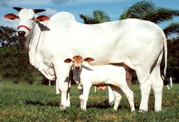Capacidad reproductiva del toro, transferencia de embriones y reproducción en rodeos de carne y leche son los temas a tratar. Foto: Archivo. Capacidad reproductiva del toro, transferencia de embriones y reproducción en rodeos de carne y leche son los temas a tratar. Foto: Archivo.