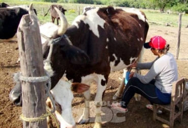 En el país más de 450 mil productores derivan su sustento exclusivamente de la producción de leche. Foto: www.abc.com.py. productores leche en colombia