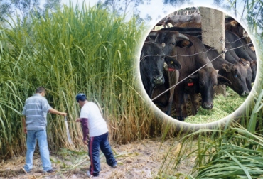 Esta variedad resulta del cruce entre más de 3 especies de pastos. Foto: CONtexto ganadero. Pasto Maralfalfa