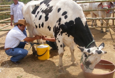 Se espera concretar una reunión con el Consejo Nacional Lácteo para revisar las medidas. Foto: CONtexto ganadero. medidas para fortalecer producción lechera