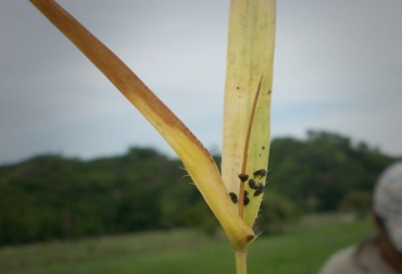 Este insecto puede acabar con los forrajes del ganado en una sola noche. Foto: agropecuariasvarias.blogspot.com. Mión de los pastos