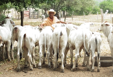 El sistema de monta estacional se enfoca en que el toro entre a servir a las hembras en determinadas épocas del año y deje al mayor número de vacas preñadas Foto: Fedegán El sistema de monta estacional se enfoca en que el toro entre a servir a las hembras en determinadas épocas del año y deje al mayor número de vacas preñadas