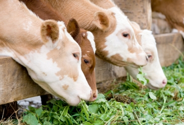 Esta planta, además de ser muy resistente a la sequía, es milagrosa en nutrición para los animales. Foto: themoringa.com Moringa oleífera para alimentación de bovinos