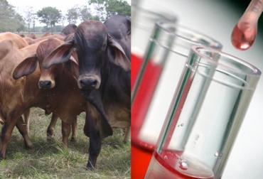 La industria debe pagar $10 más por litro de leche comprada a hatos libres de tuberculosis y $10 por brucelosis. Foto: CONtexto Ganadero. certificación predios