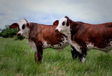 En Colombia se encuentran registradas en control lechero 5.425 vacas, con una producción promedio de 14 litros día. Foto: Asonormando. ganado normando colombia
