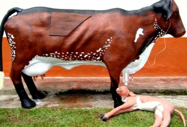 El Simulador Bovino F1 es una representación a escala de una hembra vacuna elaborada en fibra de vidrio y látex. Foto: Embriovinos. Vaca maniquí