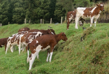 Lo más importante es cuidar la alimentación de los semovientes ya que de ello dependerá lograr estabilizar los ingresos. Foto: CONtexto Ganadero. Novillos comiendo.