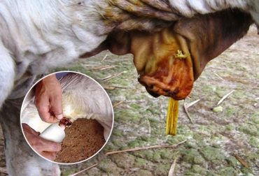 La onfalitis es una de las enfermedades que afecta el ombligo del ternero. Foto: Prosegán - CONtexto ganadero. limpiar ombligos de terneros