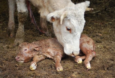 El ombligo de los terneros recién nacidos no puede pasar desapercibido en la ganadería. Foto: CONtexto Ganadero. Infección ombligo ternero