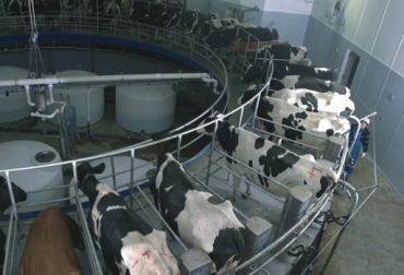 De acuerdo con Fedegán-FNG en 3 años habrían modelos integrales de producción lechera. Foto: Fedegán. Ordeño mecánico