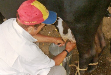 En Colombia se producen 6.400 millones de litros de leche al año. Foto: CONtexto Ganadero. Ordeño manual