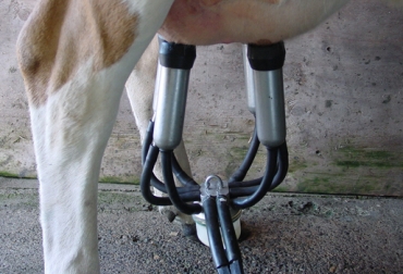 En Fedegán preocupa la aplicación de las normativas vigentes tanto para los acopiadores como para los ‘jarreadores'. Foto: CONtexto ganadero. leche cruda