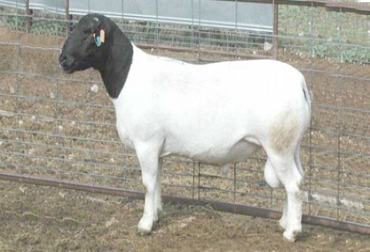 La oveja raza Dorper es una oveja de carne, con gran capacidad de conversión de pastura en carne./Foto: CONtexto ganadero Oveja raza Dorper