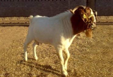 Los caprinos boer son exploradores por naturaleza, les gusta comer arbustos, maleza de hoja ancha y pasto. Foto: CONtexto ganadero Caprino Boer