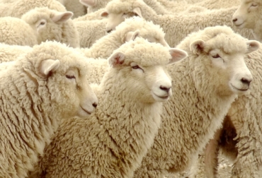 En el caso del macho, lo ideal es dejar el pelo entre 3 y 4 centímetros para que pueda conservar su temperatura corporal. Foto: Cortesía. Fertilidad en ovinos