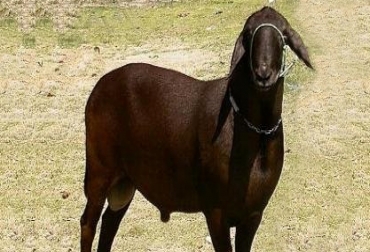 El ovino se ha reproducido bien en Colombia, con rápida difusión especialmente en los climas tropicales. / Foto: CONtexto ganadero Oveja Santa Inés