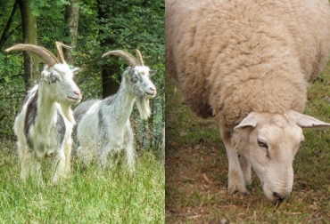 Canadá sería un país ideal para exportar productos ovinos y caprinos. Foto: CONtexto Ganadero. Ovejas y cabras