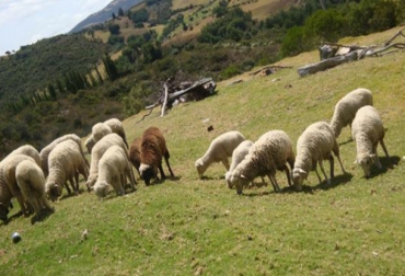 Con sistemas de monitoreo buscan nuevas proteínas alternativas para alimentar a los ovinos. Foto: Alcaldía de Paipa. Dieta sostenible en ovinos