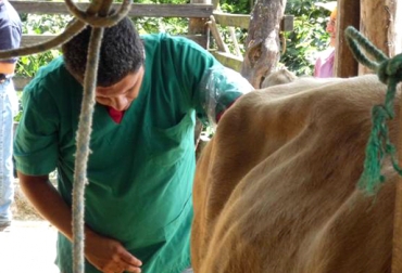 Es importante que quien realice el procedimiento conozca los conceptos de anatomía, fisiología y ginecología. Foto: Peruláctea. Palpación rectal