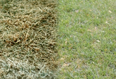 Los pastos se queman y secan durante las heladas que vive la Sabana de Bogotá. Foto: CONtexto Ganadero. recuperación de pasturas