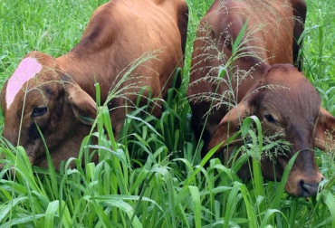 Con la liberación de esta variedad los productores podrán establecer sus propios semilleros. Foto: Corpoica. Guinea de Panicum