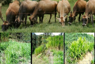 Un pasto verde no indica que sea de alta calidad. Foto: CONtexto ganadero. pastos ganadería