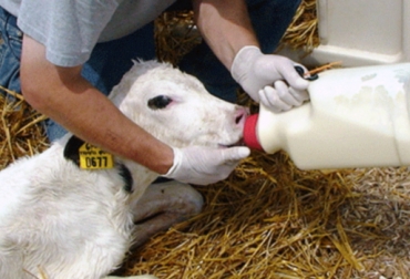 Los terneros deben consumir calostro los primeros días de su vida para fortalecer su sistema inmunológico. Foto: CONtexto ganadero. calostro