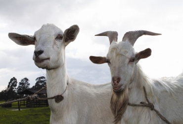 La peste de los pequeños rumiantes (PPR) es una enfermedad viral de los caprinos y ovinos. Foto: ICA. pequeños rumiantes colombia