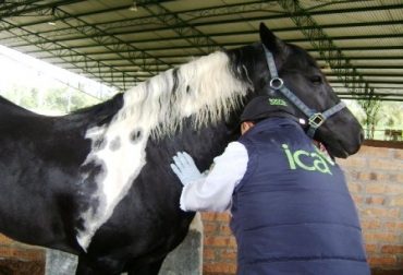 La piroplasmosis equina es el principal problema que se tiene para exportar. Foto: ICA. Peste equina