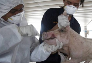 Se ha demostrado que el período de incubación de PEDV es de aproximadamente 36 horas. Foto: Cortesía. Diarrea Epidémica Porcina