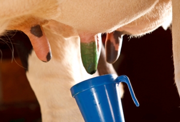 Un sellador para pezones se consigue en el mercado desde $8.500. Foto: DeLaval. Sellante para pezones bovinos.