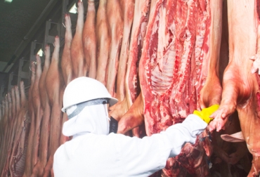 Según Asoporcicultores algunos productores realizan el beneficio de los animales en sus propias granjas. Foto: Asoporcicultores. Córdoba sin planata de sacrificio