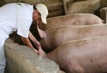 En 2013, el país estaba libre del virus de la PPC en un 47,9 %. Foto: ICA. Peste Porcina Clásica PPC
