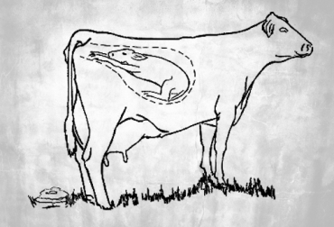 De nada sirve la transferencia de embriones si la vaca receptora no cumple con una serie de condiciones mínimas. Foto: CONtexto Ganadero. vacas receptoras