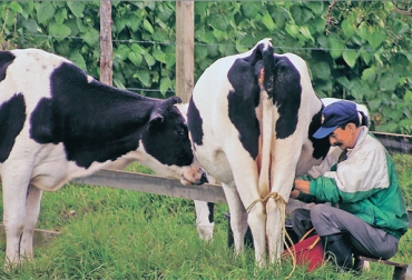 Se espera que el Ministerio de Agricultura ofrezca soluciones a los representantes del sector lácteo. Foto: CONtexto Ganadero. Producción de leche en Colombia.