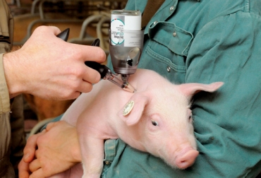 Alrededor de 3 millones 500 mil animales ya no se vacunan en el país. Foto: Cortesía. Peste Porcina Clásica PPC
