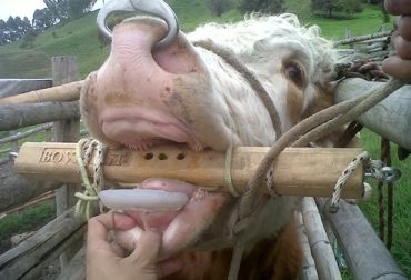 El costo de la prótesis es de $270 mil. Foto: Ganadent. Prótesis bovina