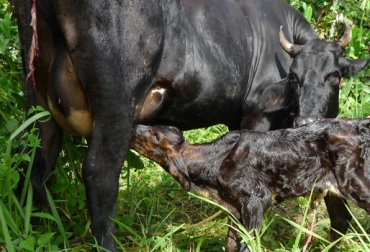 Del adecuado manejo preparto en vacas se garantiza un posparto sin traumatismo. Foto: CONtexto ganadero. posparto vacas