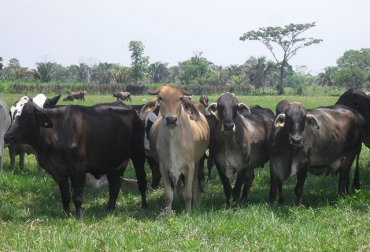 10 casos se han presentando en Sucre, siendo el departamento más afectado por la enfermedad. Foto: ICA Rabia bovina
