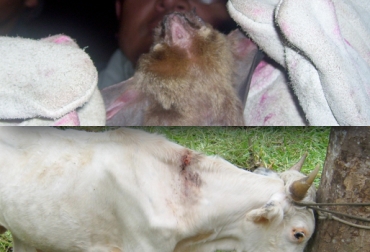 La rabia es una encefalomielitis vírica aguda casi siempre mortal, trasmitida en otros por el murciélago hematófago. Foto: CONtexto Ganadero. murciélago hematófago