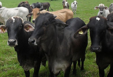 Según Fedegán – FNG el costo de la vacuna aftosa+rabia es de $1.820 por dosis. Foto: ICA. Ganado bovino Colombia