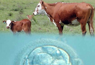 La reabsorción embrionaria va en contra de la productividad ganadera. Foto: CONtexto ganadero. pérdida de bovinos en la gestación