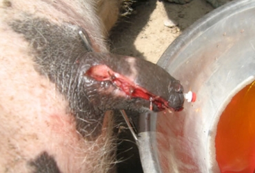 Cuando se reconstruye el pezón, es necesario dejar una cánula intramamaria que es por donde la leche drenará. Foto: Daniel Díaz. Reconstrucción de pezones bovinos
