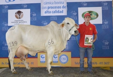 JG La Judea 8119/8 es la campeona en la categoría adulta de la raza brahman. Foto: Asocebú. Concursos lecheros en Colombia