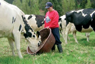 Para la Cámara Gremial de la Leche, el tema central es la admisibilidad sanitaria. Foto: Fedegán – FNG. Raza Holstein en colombia