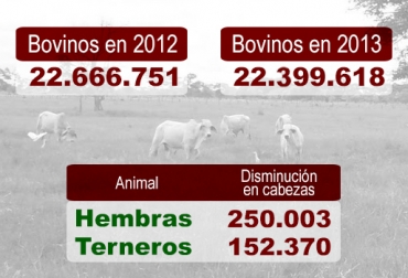 En total, el hato bovino disminuyó un 1,2 % entre 2012 y 2013. Foto: CONtexto Ganadero. Disminución hato bovino.